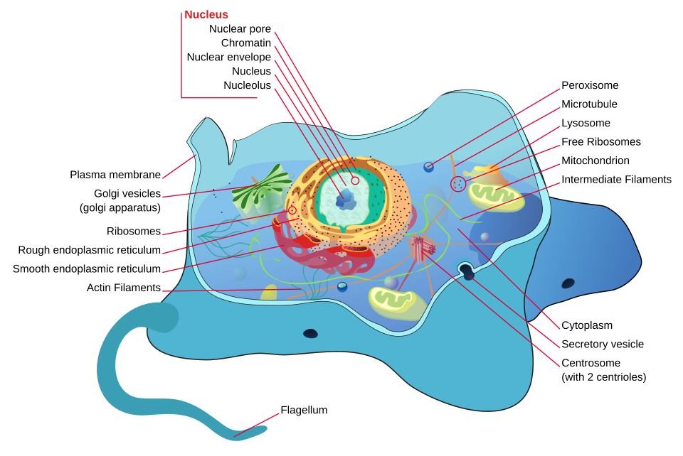 labelled diagram of an animal cell