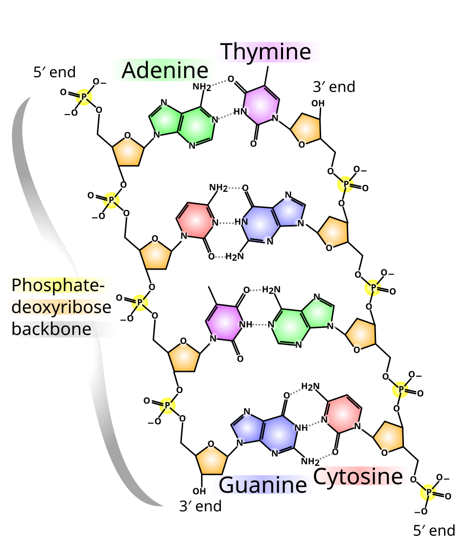 DNA structure showing the A-T and C-G base pairs