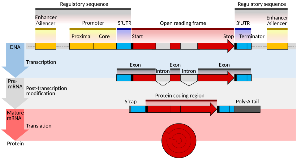 gene structure showing exons and introns