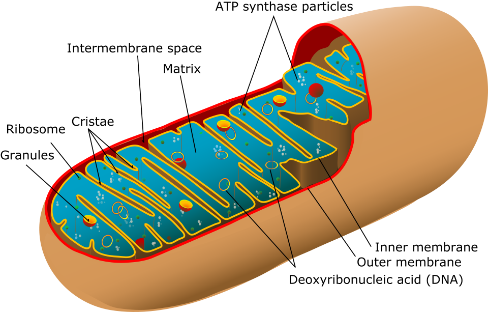 cut-away diagram of a mitochondrion