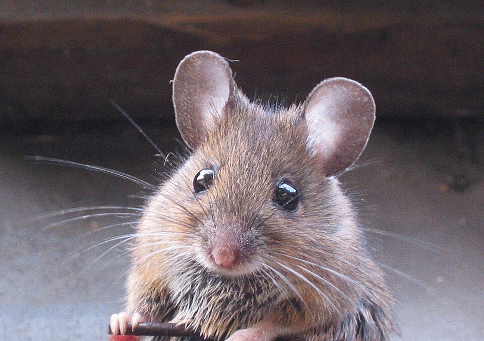 a wood mouse
