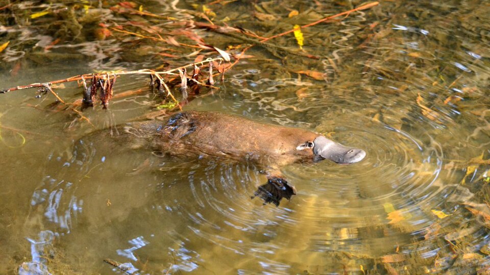 a wild platypus