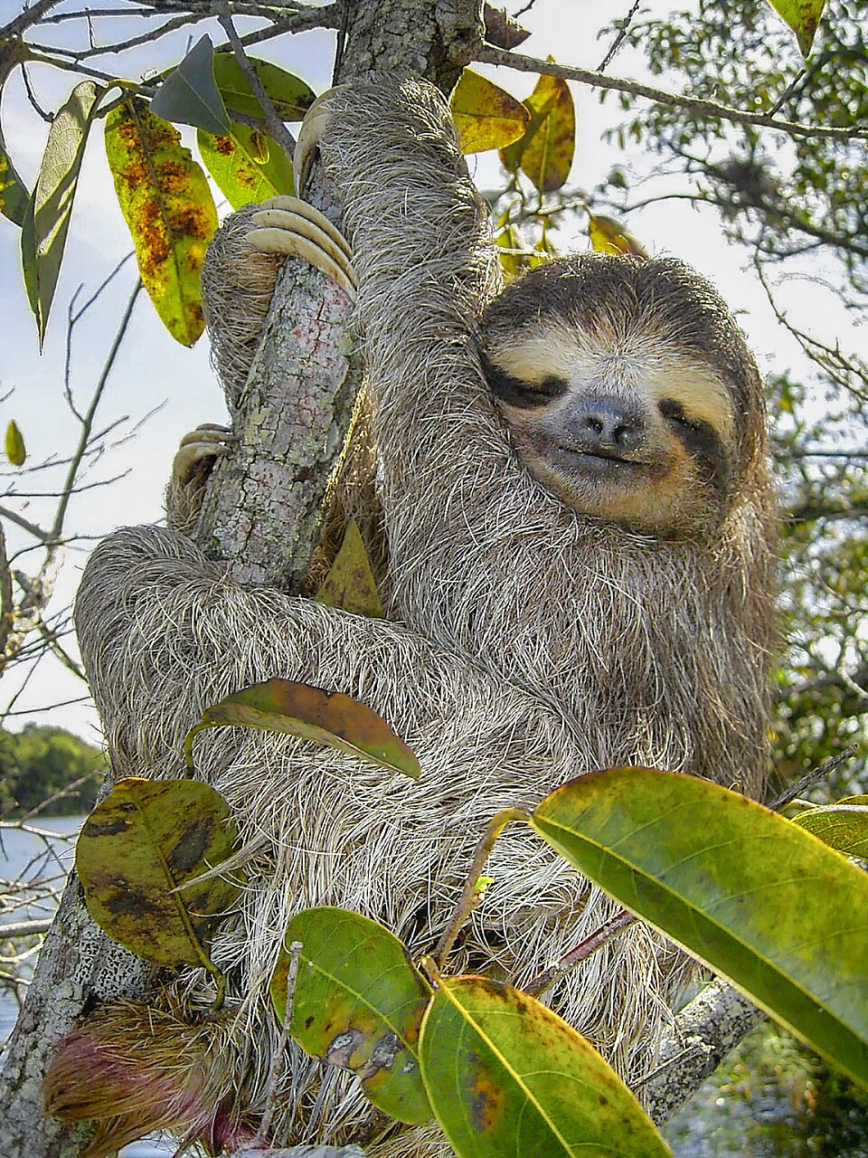 a three-toed sloth